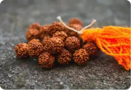 Rudraksha