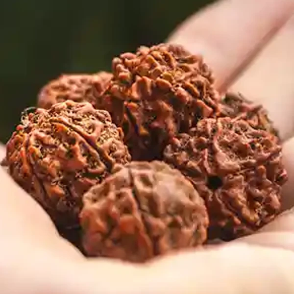 Rudraksha